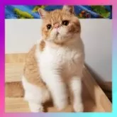 エキゾチックショートヘア