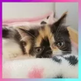エキゾチックショートヘア