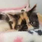 エキゾチックショートヘア