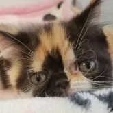 エキゾチックショートヘア