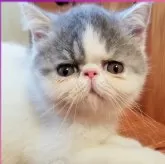 エキゾチックショートヘア