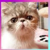 エキゾチックショートヘア