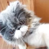 エキゾチックショートヘア