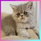 エキゾチックショートヘア