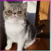 エキゾチックショートヘア