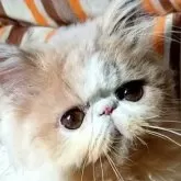 エキゾチックショートヘア