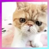 エキゾチックショートヘア