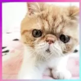 エキゾチックショートヘア