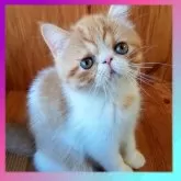 エキゾチックショートヘア