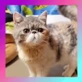 エキゾチックショートヘア