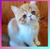 エキゾチックショートヘア