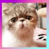 エキゾチックショートヘア