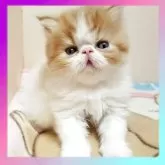 エキゾチックショートヘア