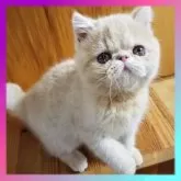 エキゾチックショートヘア【京都府・男の子・2025年10月9日・クリーム】の写真2