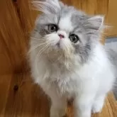 エキゾチックショートヘア【京都府・男の子・2025年6月23日・ブルー&ホワイト】の写真4