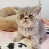 エキゾチックショートヘア【京都府・男の子・2025年6月23日・ブルー】の写真4