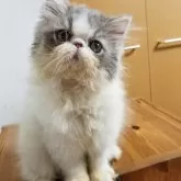 エキゾチックショートヘア【京都府・男の子・2025年6月23日・ブルー&ホワイト】の写真5