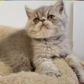 エキゾチックショートヘア【京都府・男の子・2025年6月23日・ブルー】の写真6