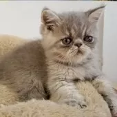 エキゾチックショートヘア【京都府・男の子・2025年6月23日・ブルー】の写真7