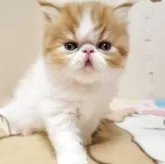 エキゾチックショートヘア【京都府・男の子・2025年4月16日・レッドタビー&ホワイト】の写真7