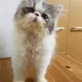 エキゾチックショートヘア【京都府・男の子・2025年6月23日・ブルー&ホワイト】の写真8