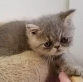 エキゾチックショートヘア【京都府・男の子・2025年6月23日・ブルー】の写真9