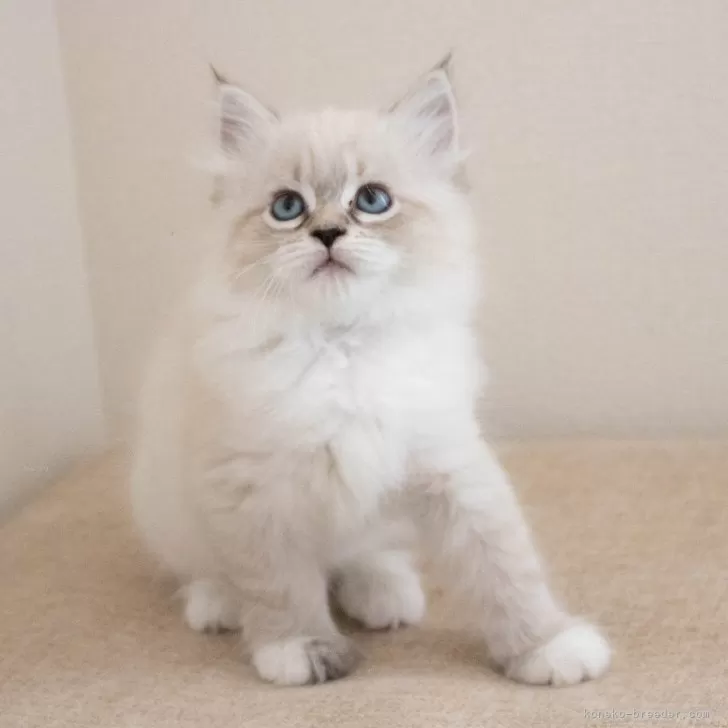 ID:2411-01089の子猫