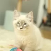 サイベリアン【兵庫県・男の子・2023年12月22日・ブルーリンクスポイント】の写真2