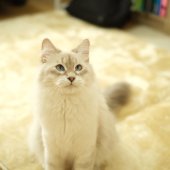 サイベリアン【・女の子・2022年11月9日・ブルーリンクスポイント】