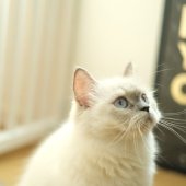 サイベリアン【・女の子・2022年9月30日・ブルーリンクスポイント】