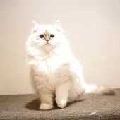 サイベリアン【兵庫県・女の子・2025年8月10日・ブルーリンクスポイントアンドホワイト】の写真11