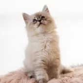 サイベリアン【兵庫県・男の子・2025年3月24日・ブルーリンクスポイント】の写真11