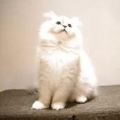 サイベリアン【兵庫県・男の子・2025年8月10日・ブルーリンクスポイントアンドホワイト】の写真7