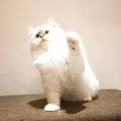 サイベリアン【兵庫県・女の子・2025年8月10日・ブルーリンクスポイントアンドホワイト】の写真12