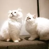 サイベリアン【兵庫県・男の子・2025年8月10日・ブルーリンクスポイントアンドホワイト】の写真15