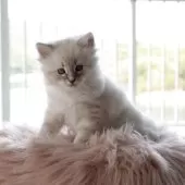 サイベリアン【兵庫県・男の子・2025年3月24日・ブルーリンクスポイント】の写真13