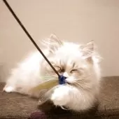 サイベリアン【兵庫県・男の子・2025年8月10日・ブルーリンクスポイントアンドホワイト】の写真2