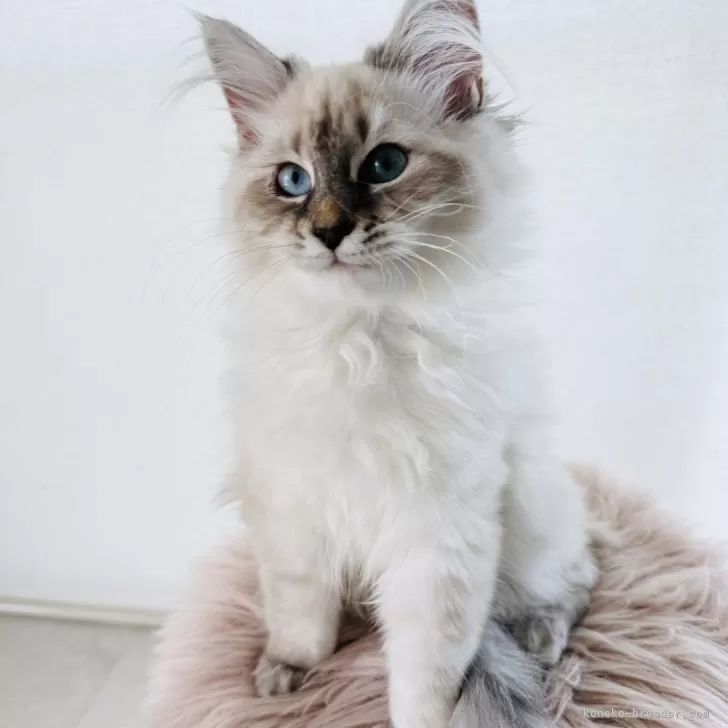 ID：2505-01404の子猫