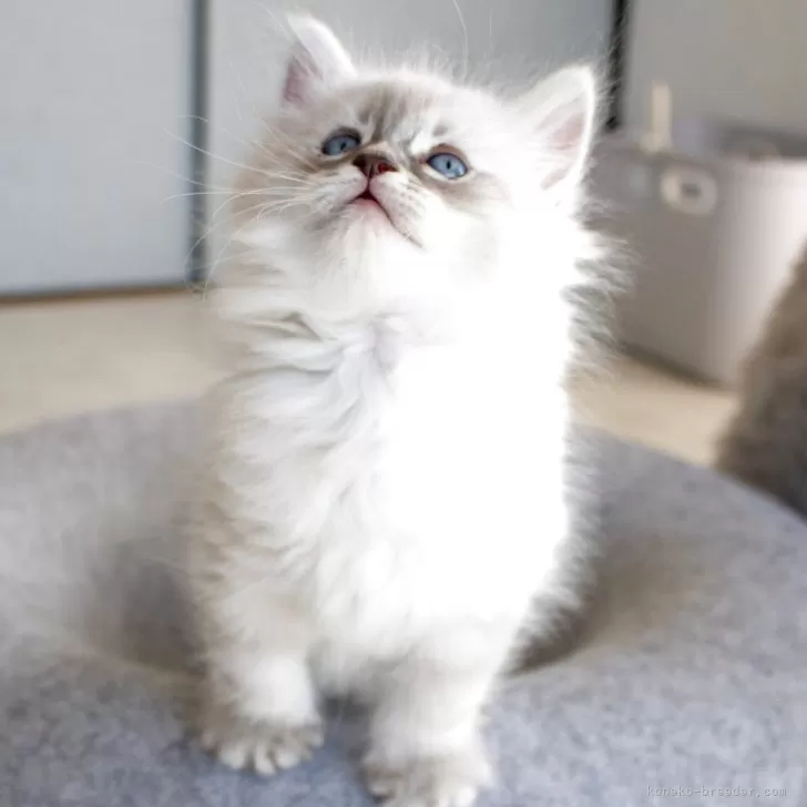 ID:2505-01405の子猫