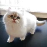 サイベリアン