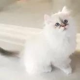 サイベリアン