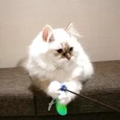 サイベリアン【兵庫県・女の子・2025年8月10日・ブルーリンクスポイントアンドホワイト】の写真10