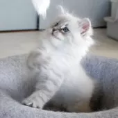 サイベリアン【兵庫県・男の子・2025年3月24日・ブルーリンクスポイント】の写真3