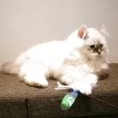 サイベリアン【兵庫県・女の子・2025年8月10日・ブルーリンクスポイントアンドホワイト】の写真6