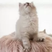 サイベリアン【兵庫県・男の子・2025年3月24日・ブルーリンクスポイント】の写真5