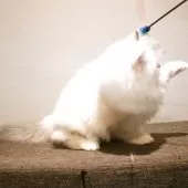 サイベリアン【兵庫県・女の子・2025年8月10日・ブルーリンクスポイントアンドホワイト】の写真4