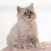 サイベリアン【兵庫県・男の子・2025年3月24日・ブルーリンクスポイント】の写真7