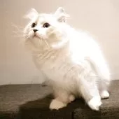 サイベリアン【兵庫県・男の子・2025年8月10日・ブルーリンクスポイントアンドホワイト】の写真11