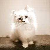 サイベリアン【兵庫県・男の子・2025年8月10日・ブルーリンクスポイントアンドホワイト】の写真4