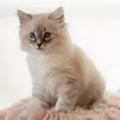 サイベリアン【兵庫県・男の子・2025年3月24日・ブルーリンクスポイント】の写真9